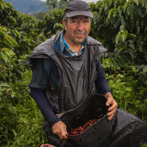 Café Blend "Tarqueño"